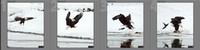 Eagle Flight Sequence