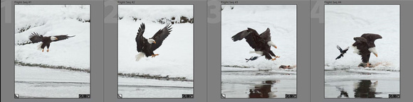 Eagle Flight Sequence