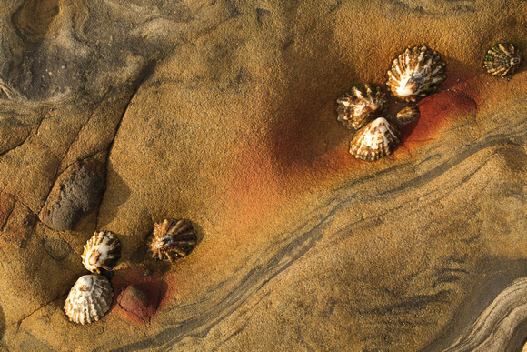 Limpets on Beach Rock