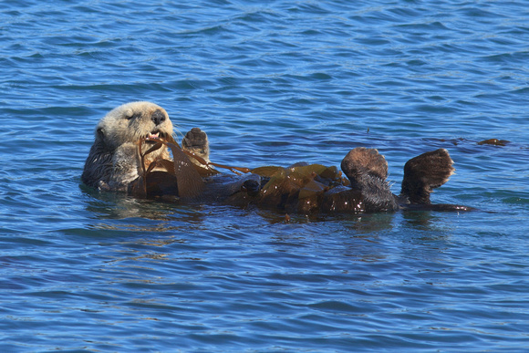 Sea Otter Eating Kelp