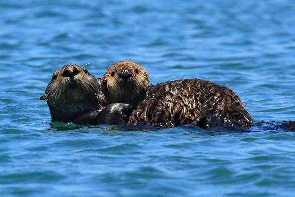 Sea Otter Mother and Pup
