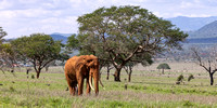Solitary Bull Elephant