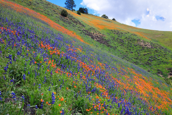 California Spring Wildflowers