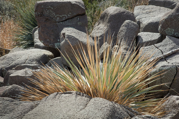 Yucca and Rocks