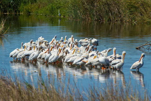 Pelican Flock at Rest