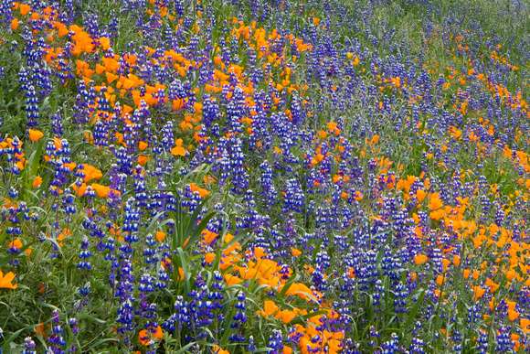 California Spring Wildflowers 2