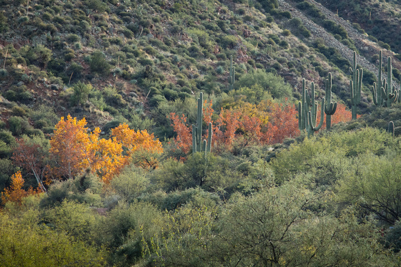 Desert Fall Colors