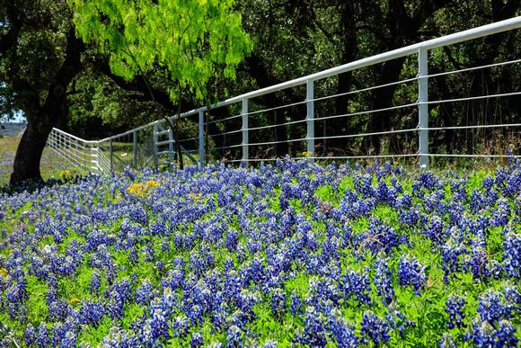 Texas Ranch Fenceline