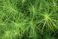 Horsetail Ferns