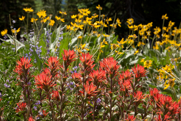 Wildflowers, Mount Lassen