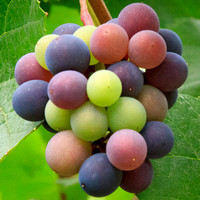 Grape Cluster 1