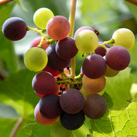 Grape Cluster 4