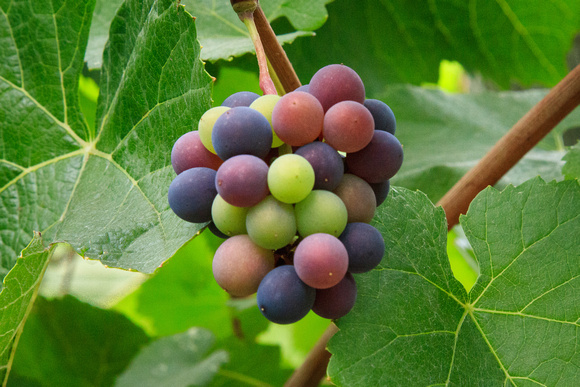 Grape Cluster 1