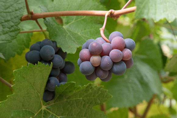 Grape Cluster 3