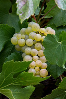 Grape Cluster 2