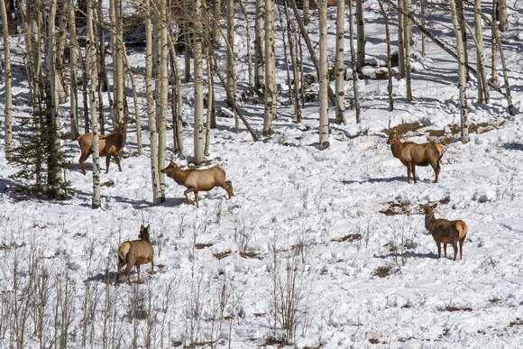Rocky Mountain Elk in Winter Range