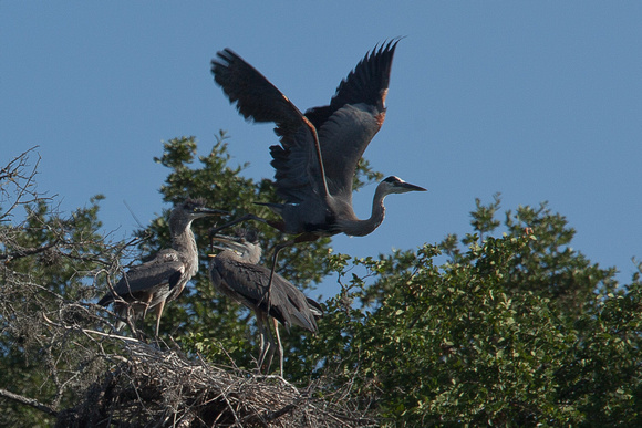 Great Blue Heron Leaving the Nest