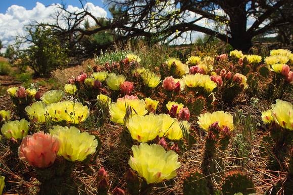 Prickly Pears in Bloom