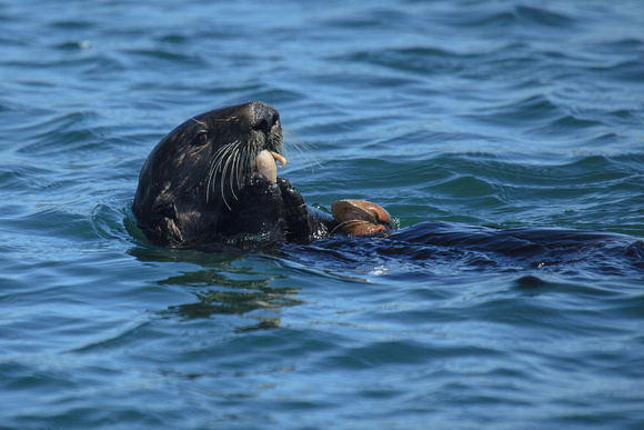 Sea Otter Lunchtime