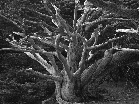 Dead Cypress