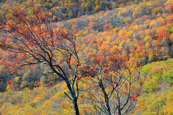 Fall, Blue Ridge Mountains