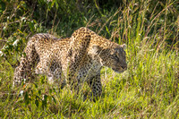 Leopard on the Prowl