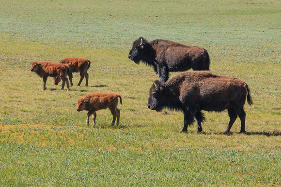 Bison on the Range