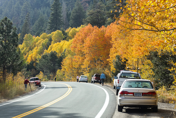 Leaf Peepers on Luther Pass Road