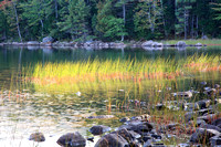 Reeds at Eagle Lake