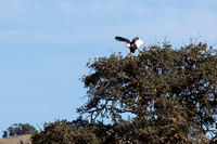 Eagle Landing in Oak Tree