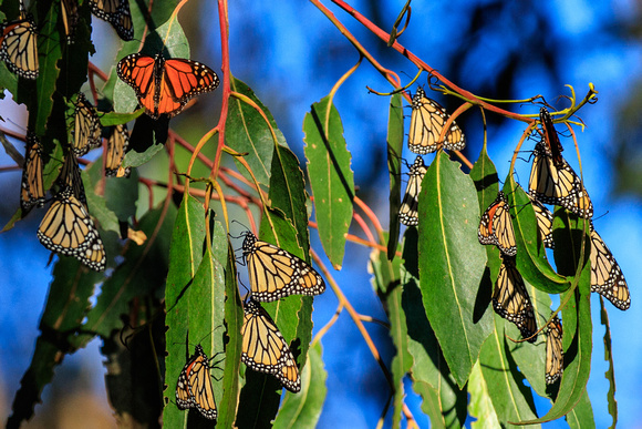 Monarchs Warming on Eucalyptus