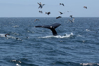 Seagulls following a Humpback Whale
