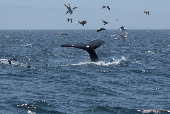 Seagulls following a Humpback Whale