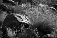 Boulders and Grass