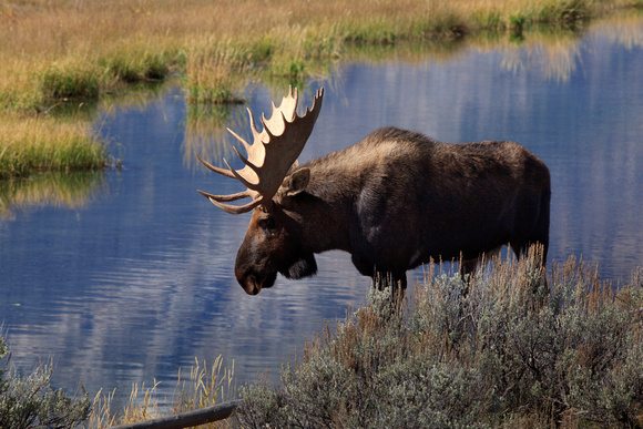 Bull Moose Preparing to Cross Stream