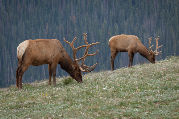 Bull Elk Grazing on Trail Ridge
