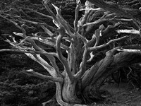 Dead Cypress